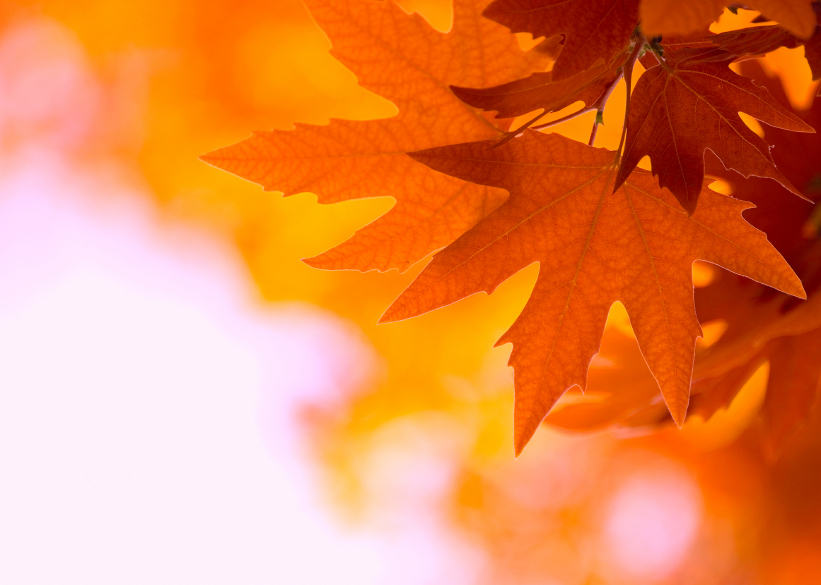 Adobe shines the light in autumn